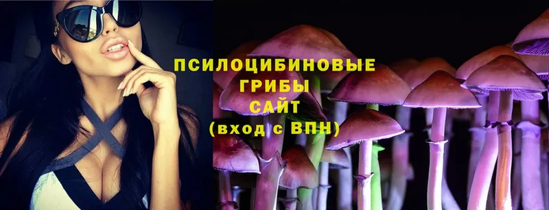 Псилоцибиновые грибы Cubensis  Вязники 